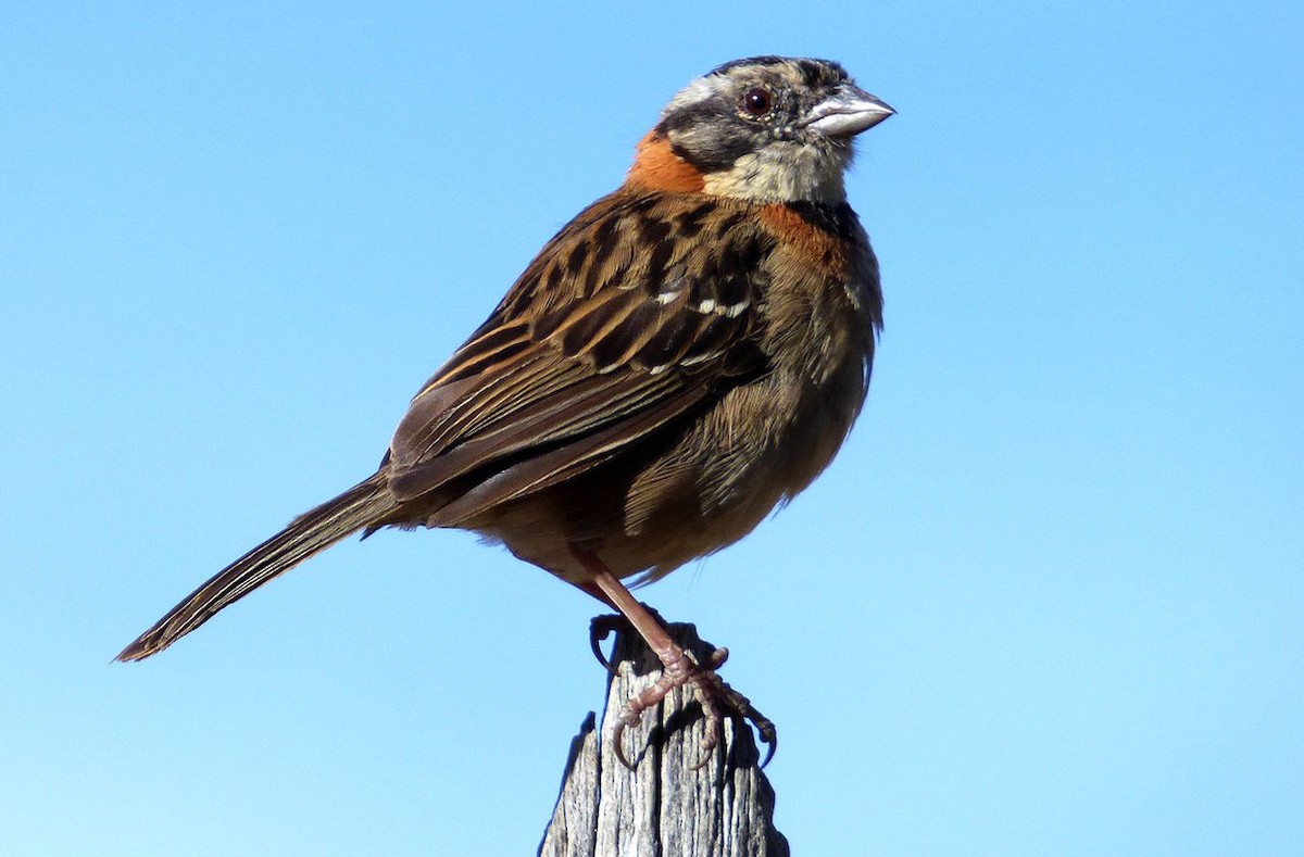 Rufous-collared Sparrow - Klaus Lachenmaier