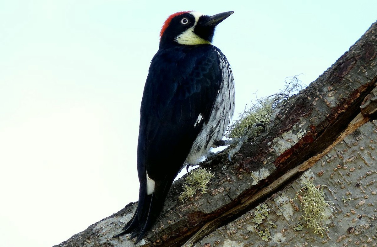 Acorn Woodpecker - ML204771591