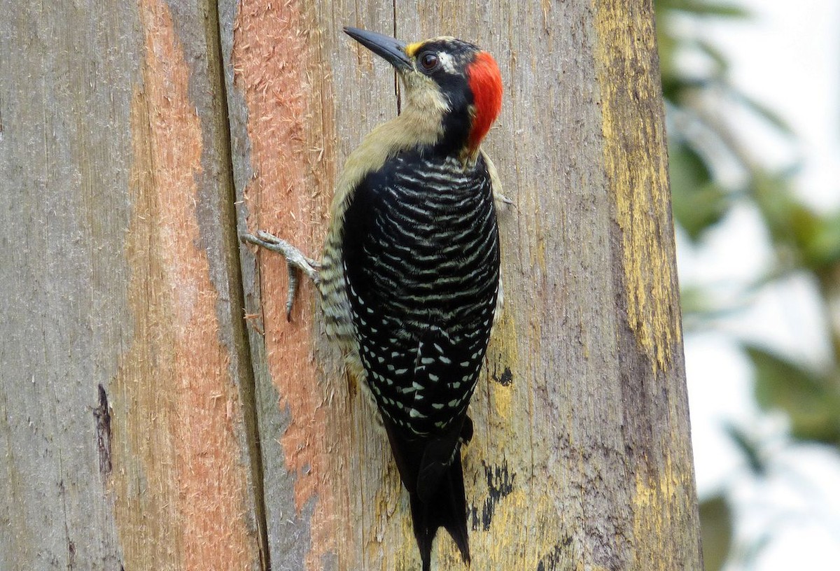 Black-cheeked Woodpecker - Klaus Lachenmaier