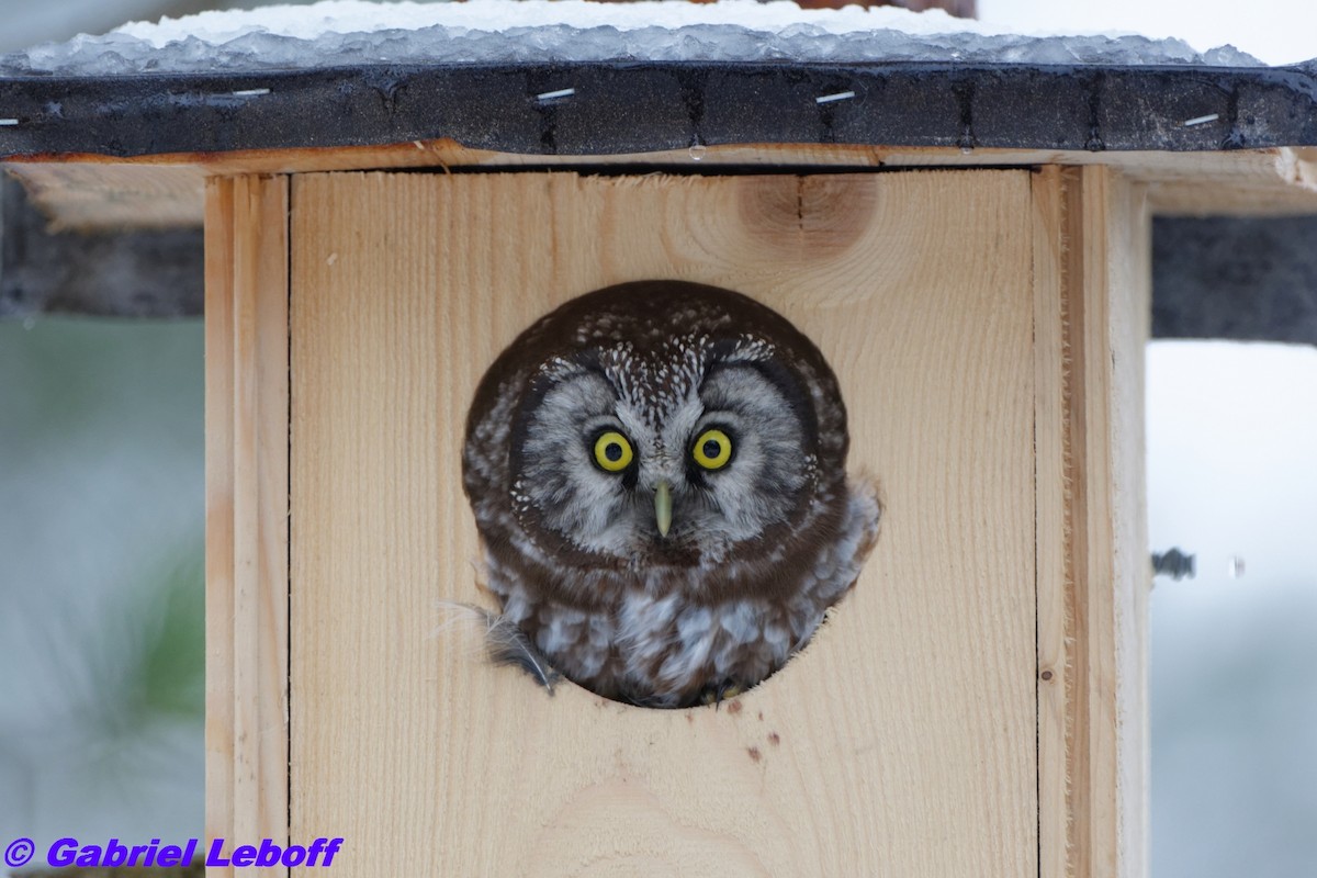 Boreal Owl - Gabriel Leboff