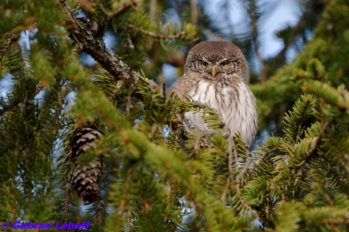 Eurasian Pygmy-Owl - Gabriel Leboff