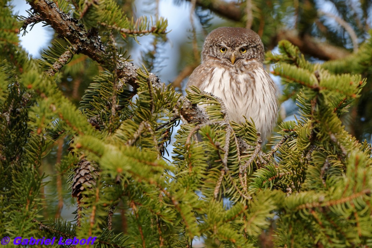 Eurasian Pygmy-Owl - Gabriel Leboff