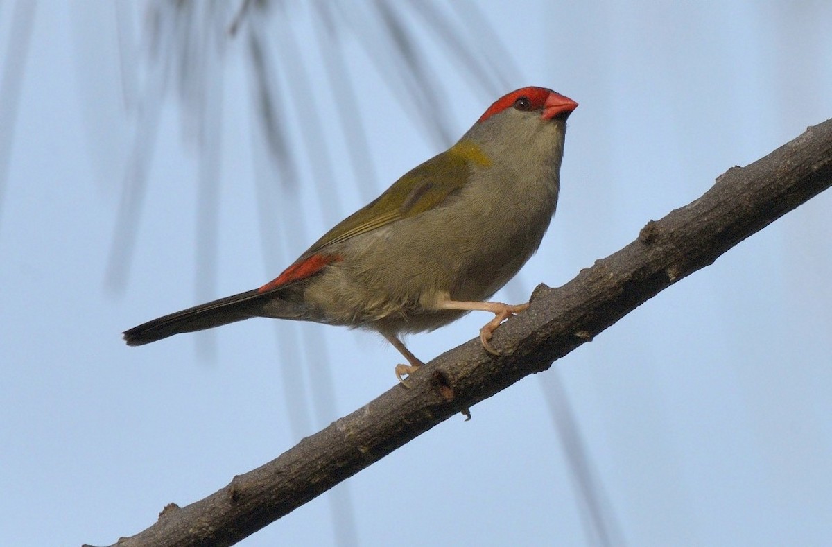 Red-browed Firetail - ML204772431