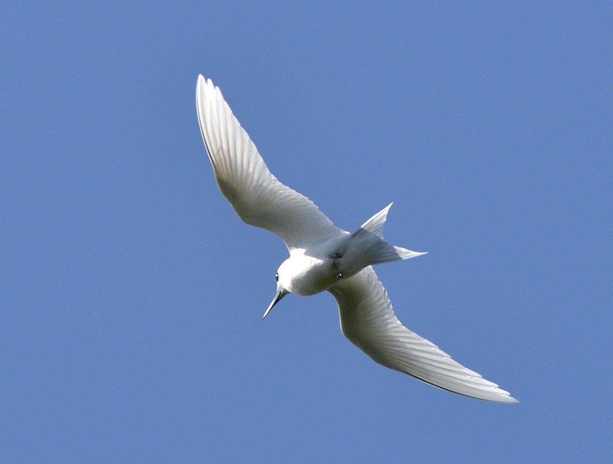 White Tern - Tomáš Grim
