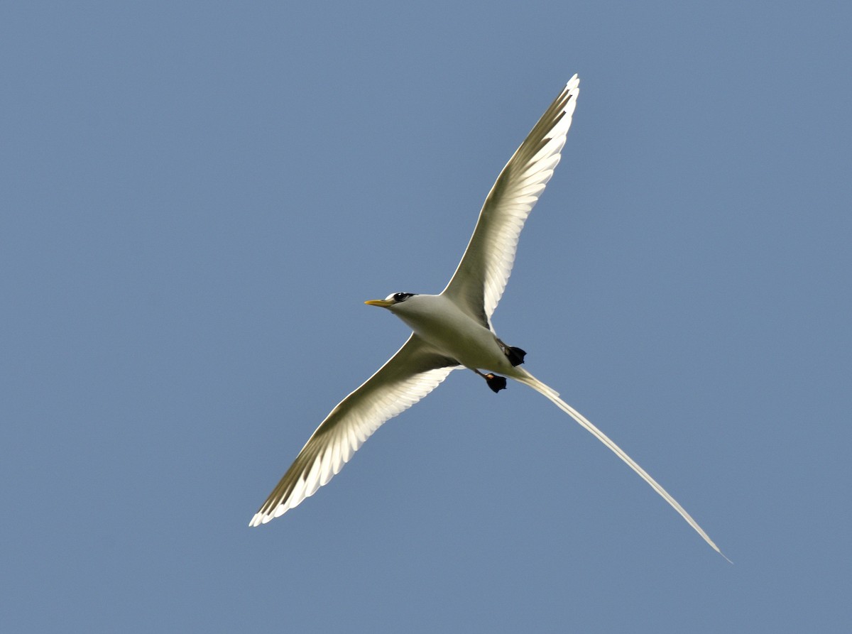 White-tailed Tropicbird - Tomáš Grim