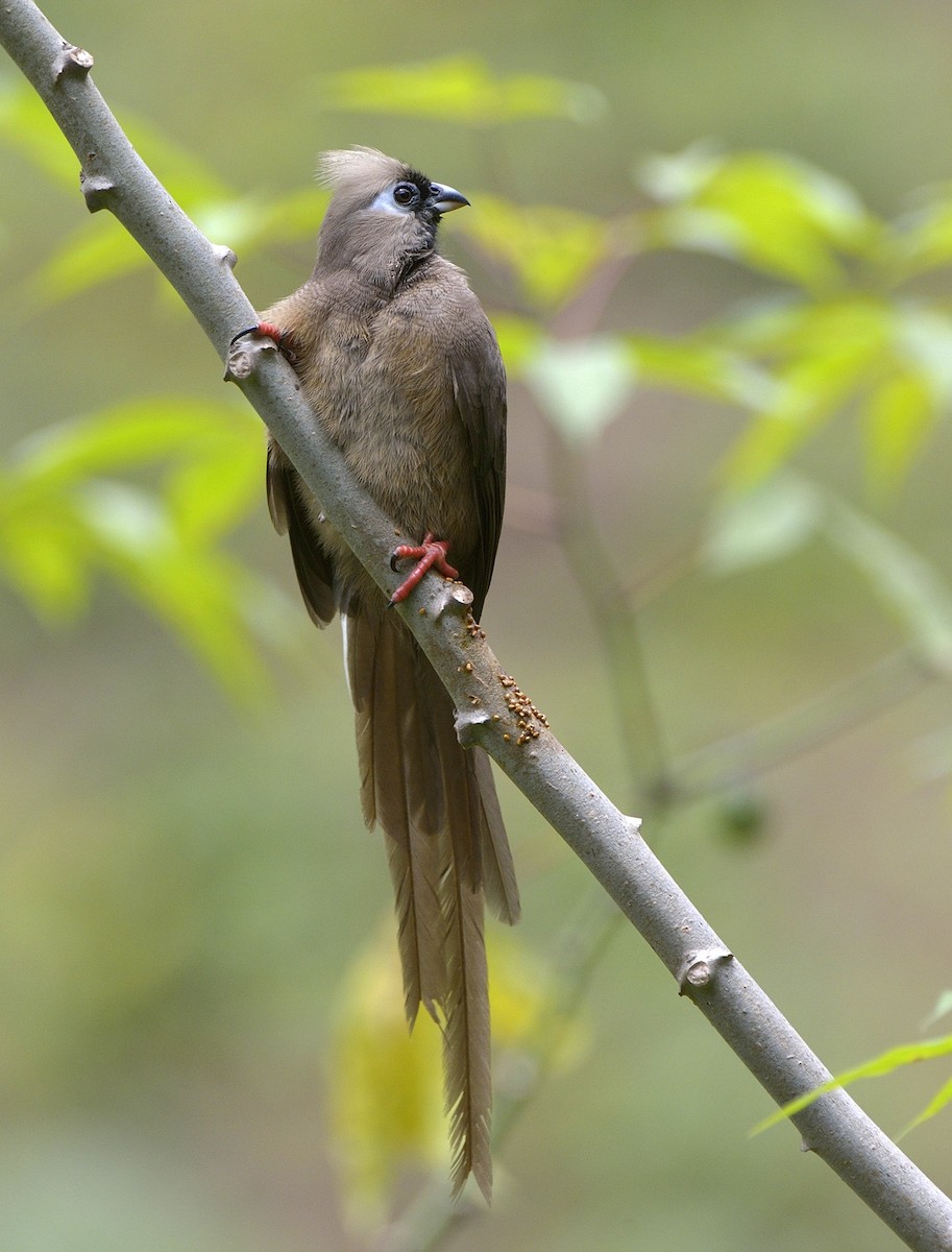 Speckled Mousebird - ML204772611