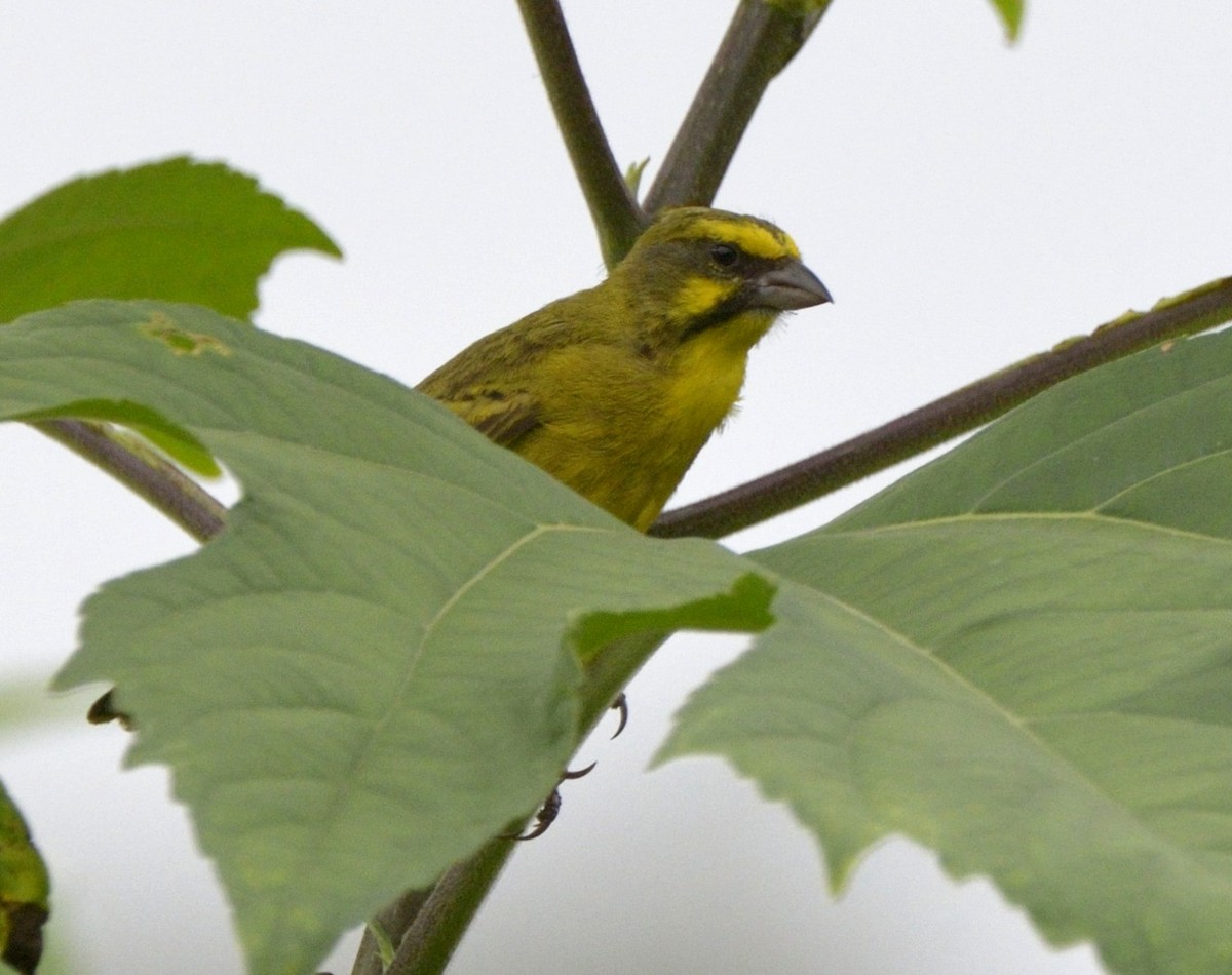 Yellow-fronted Canary - ML204772661