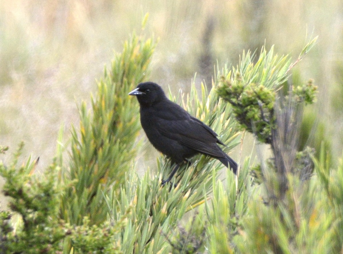 Austral Blackbird - ML204772881