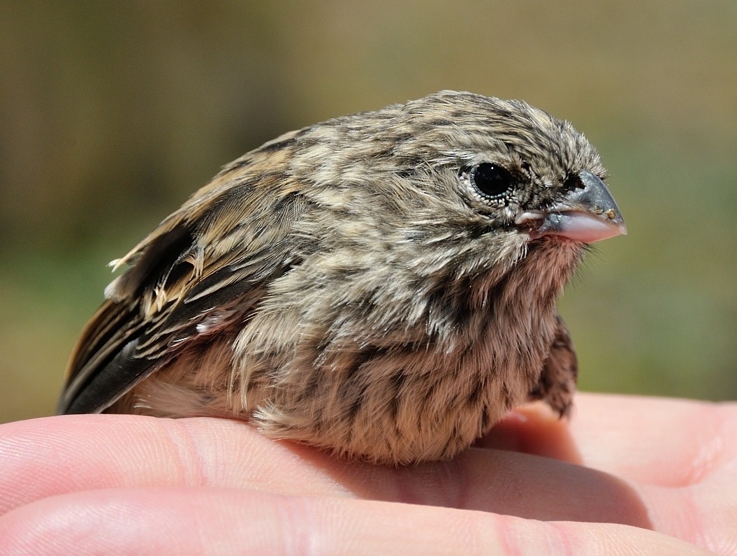 Plain-colored Seedeater - ML204772951
