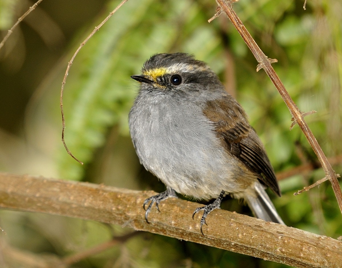 Crowned Chat-Tyrant (Crowned) - ML204772961