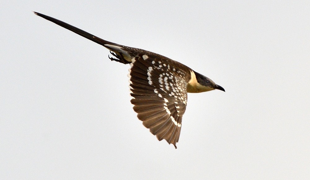 Great Spotted Cuckoo - ML204773241