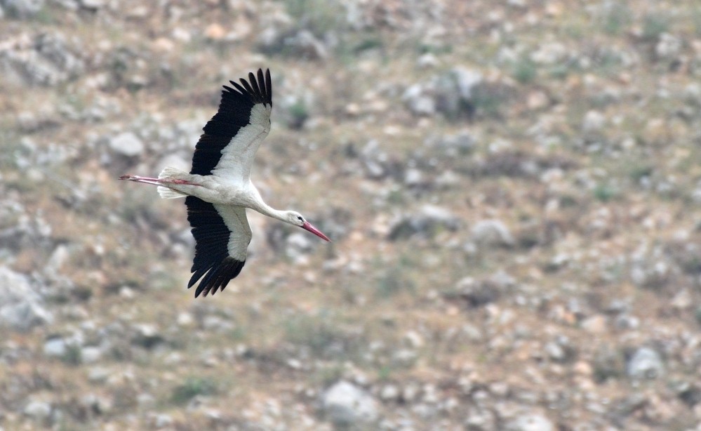 White Stork - Tomáš Grim