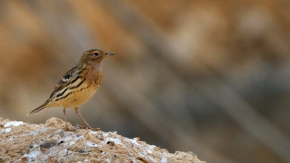 Red-throated Pipit - Tomáš Grim
