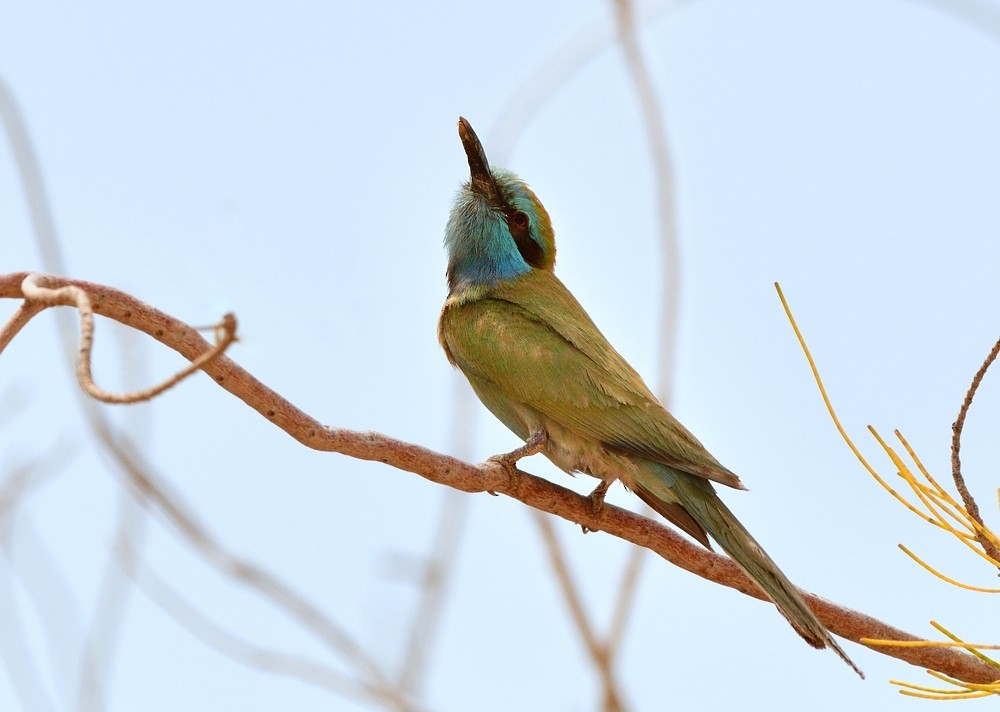 Arabian Green Bee-eater - Tomáš Grim