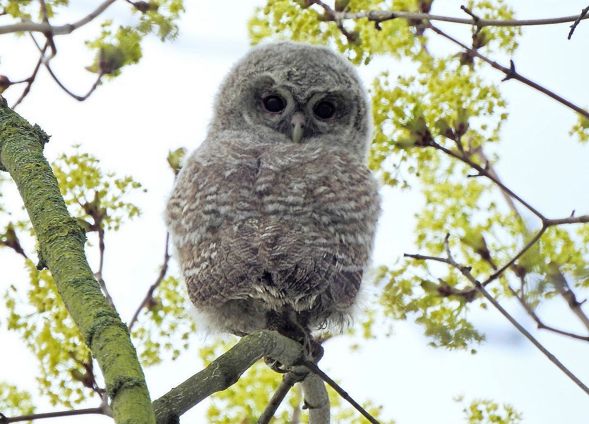 Tawny Owl - Klaus Lachenmaier