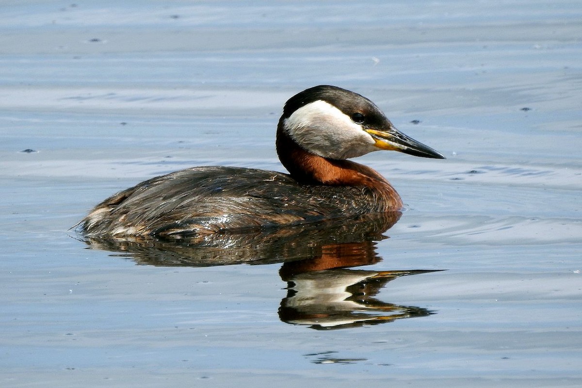 Red-necked Grebe - Klaus Lachenmaier