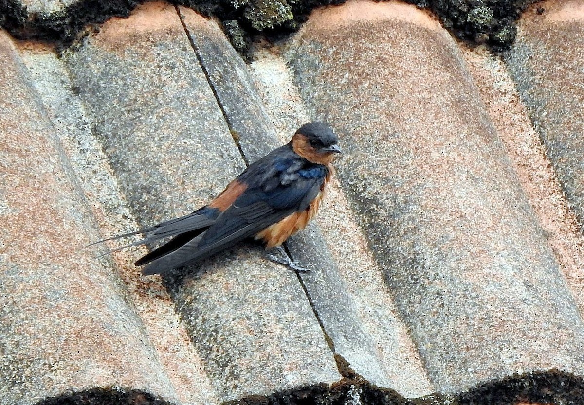Rufous-bellied Swallow - ML204773841