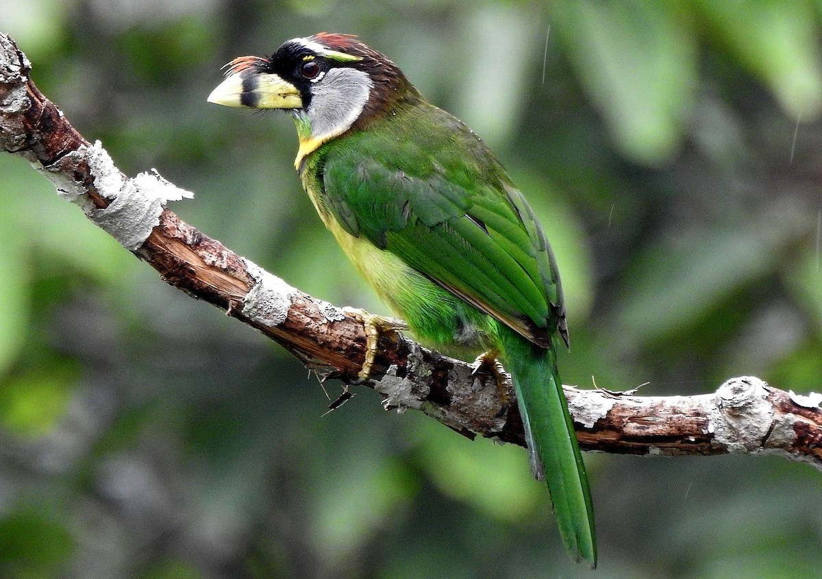 Fire-tufted Barbet - ML204773911
