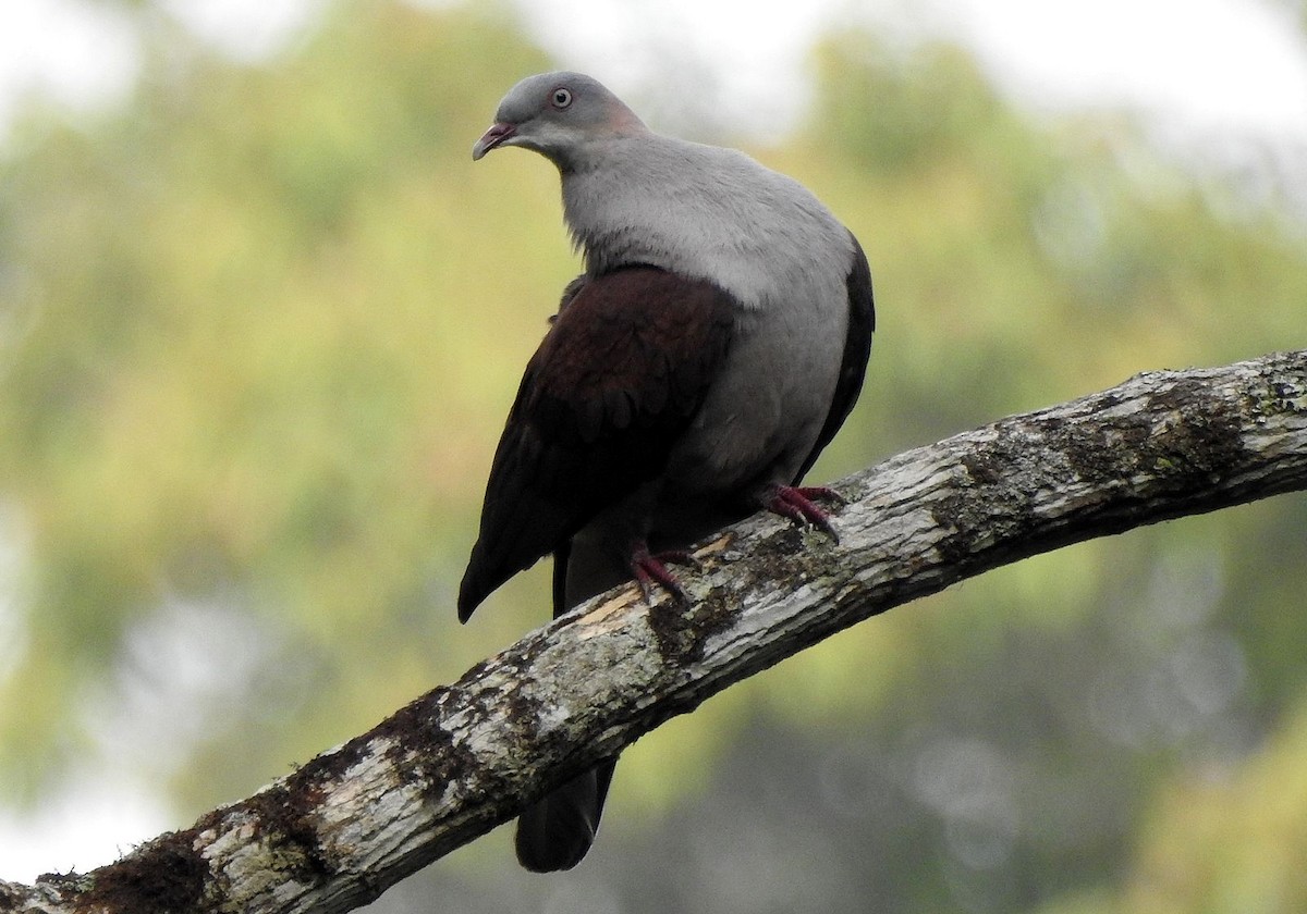 Mountain Imperial-Pigeon - ML204774091
