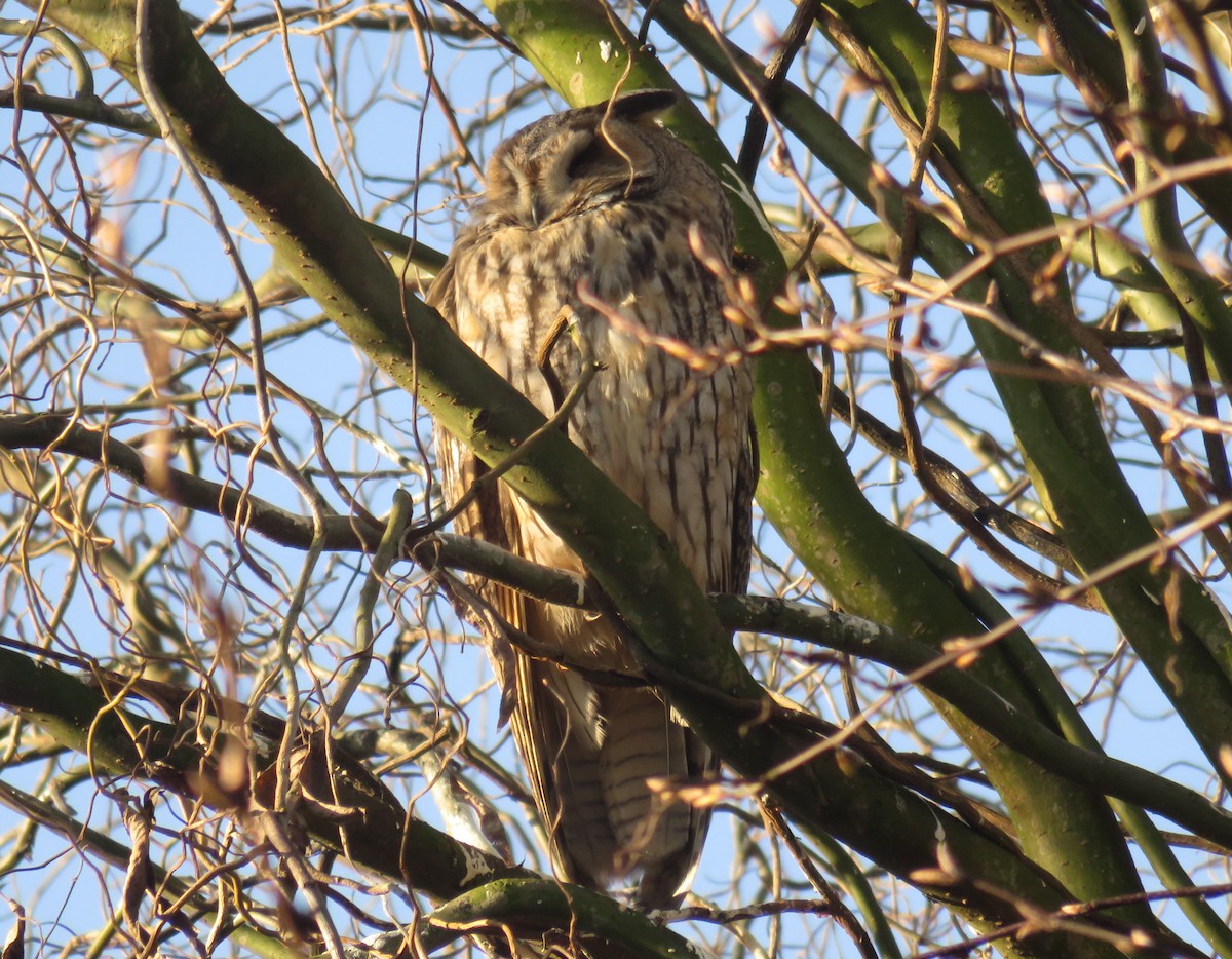 Long-eared Owl - martin achtman