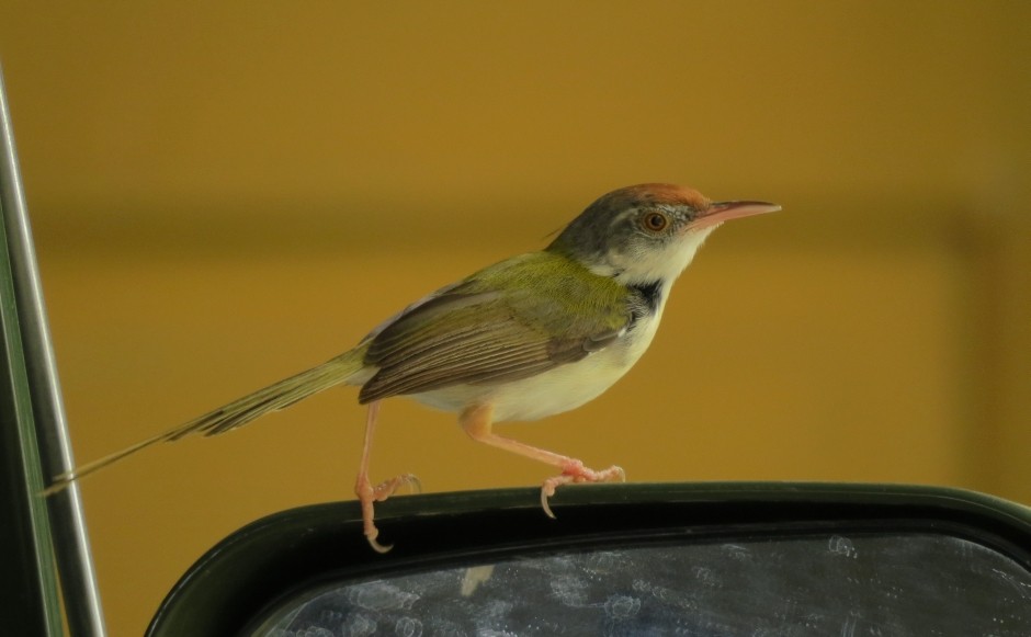 Common Tailorbird - Shivam Tiwari