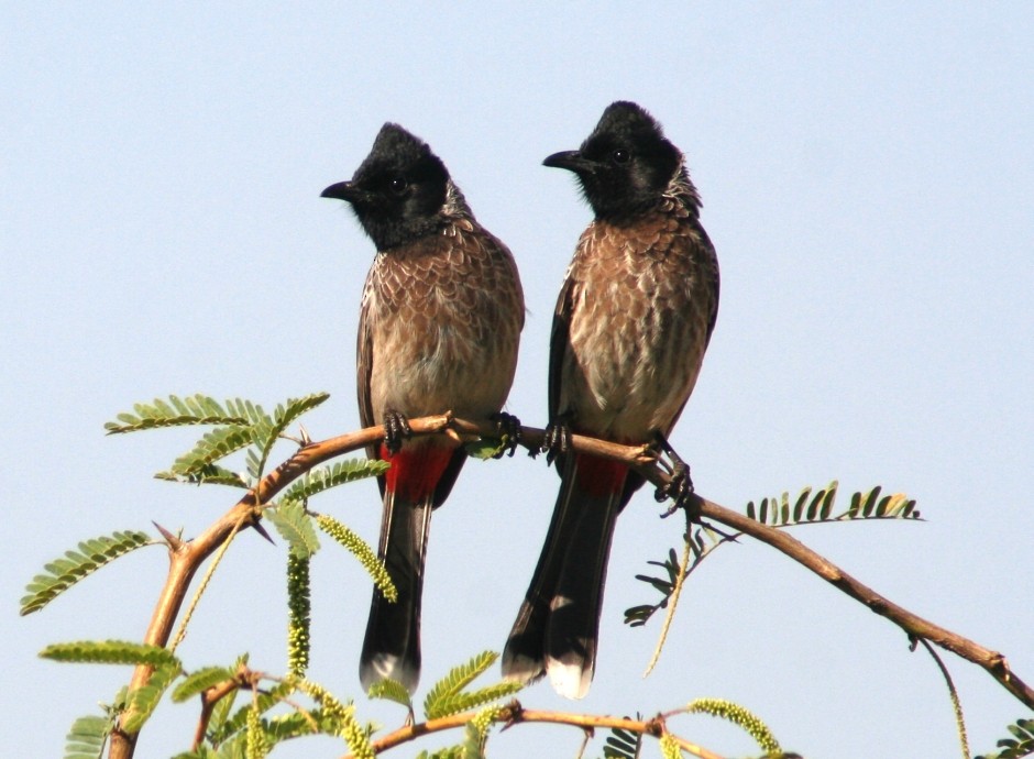 Red-vented Bulbul - ML204775141