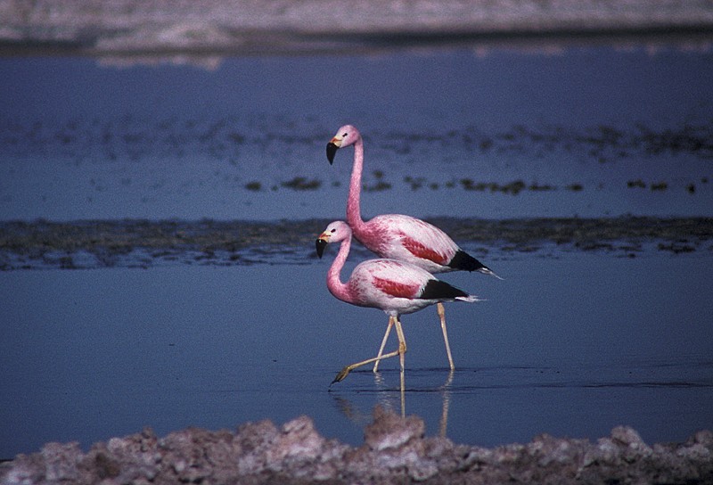 Andean Flamingo - ML204775451