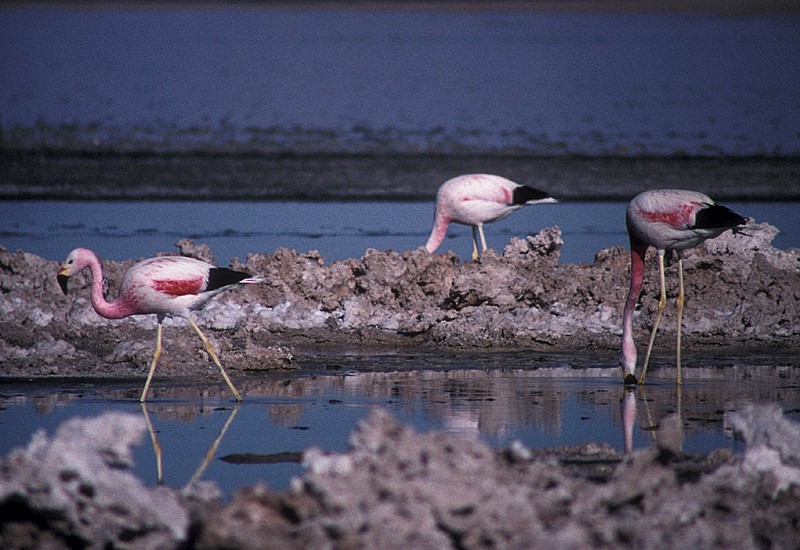 Andean Flamingo - ML204775461