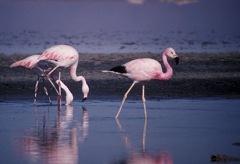 Andean Flamingo - ML204775471