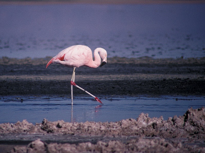 Chilean Flamingo - Martin  Flack