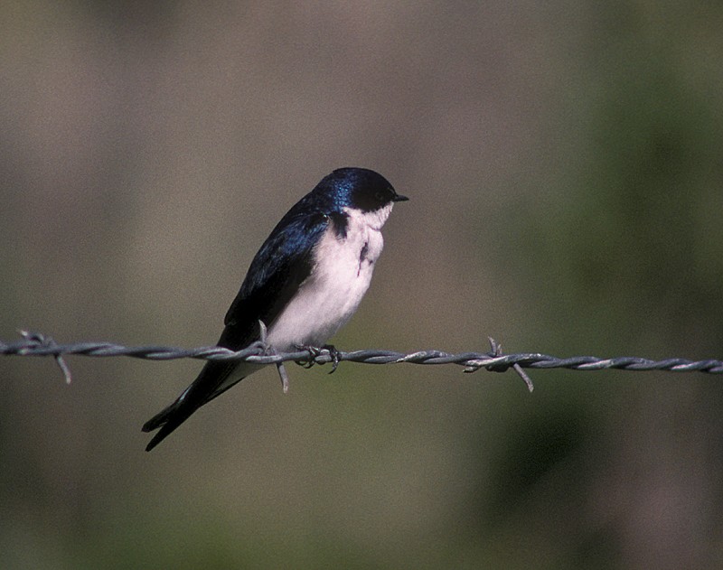 Chilean Swallow - Martin  Flack
