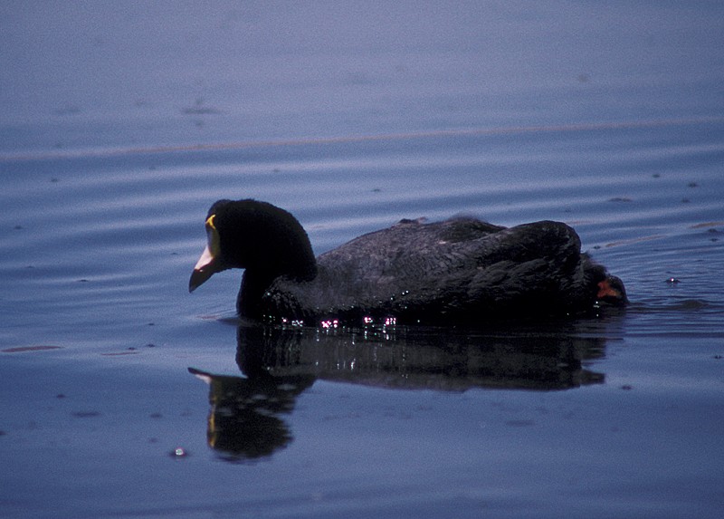 Giant Coot - Martin  Flack