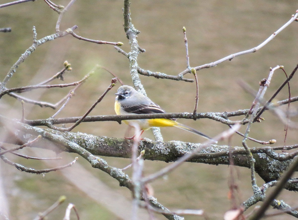 Gray Wagtail - martin achtman