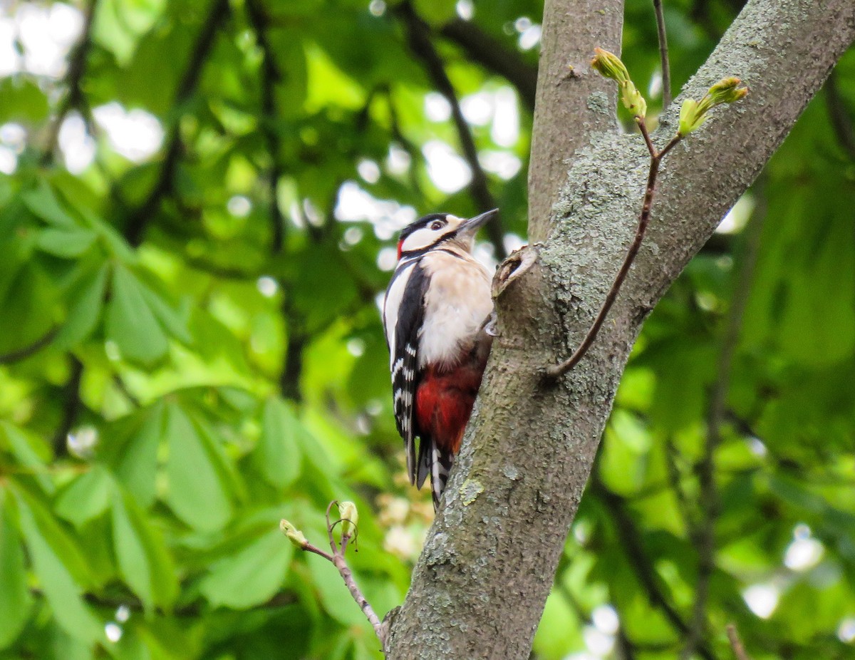 Great Spotted Woodpecker (Great Spotted) - martin achtman