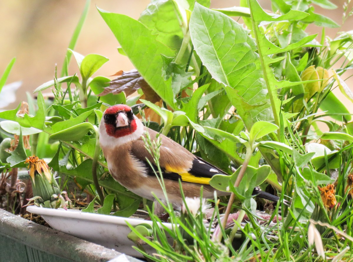 European Goldfinch (European) - martin achtman