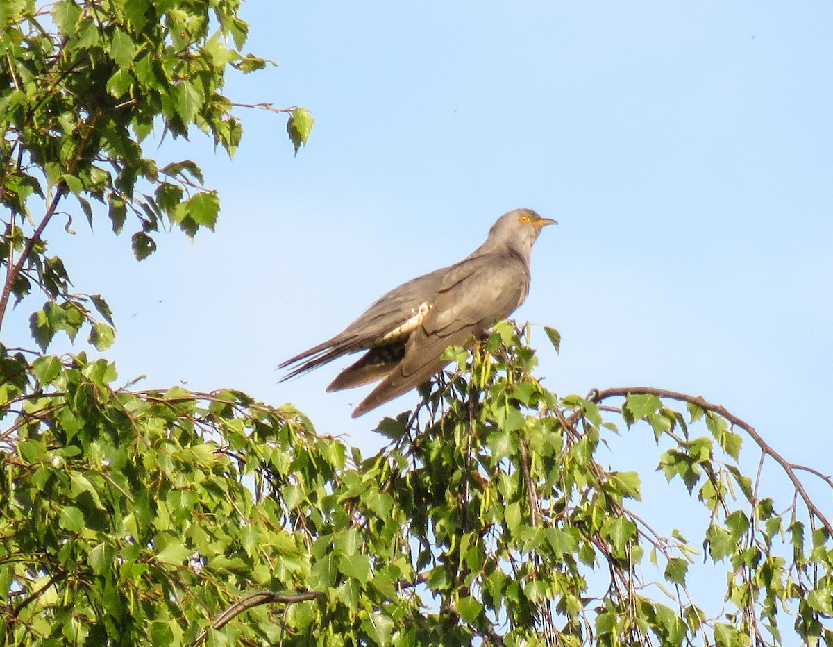 Common Cuckoo - martin achtman