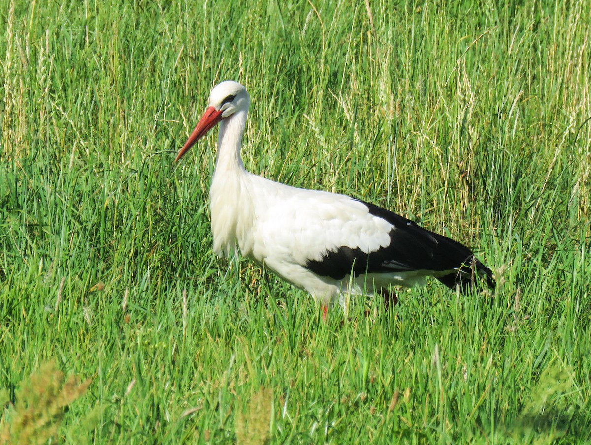 White Stork - martin achtman