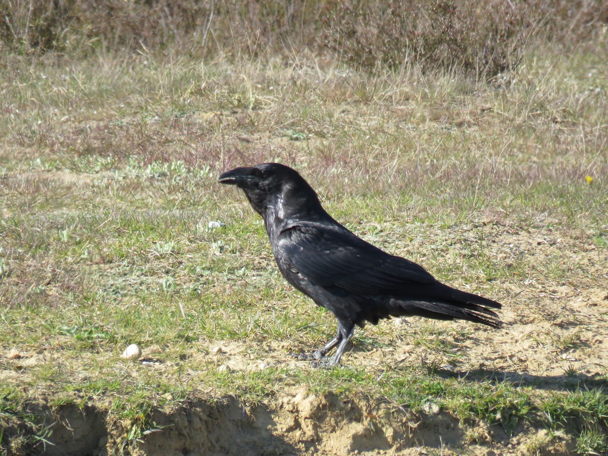 Common Raven - martin achtman