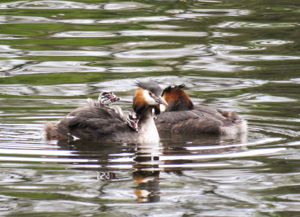 Great Crested Grebe - ML204776541