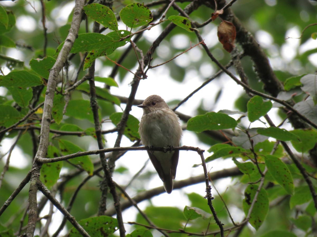Spotted Flycatcher (Spotted) - martin achtman