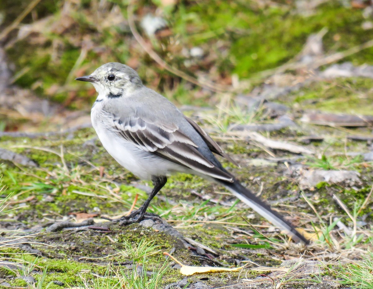 White Wagtail (White-faced) - martin achtman