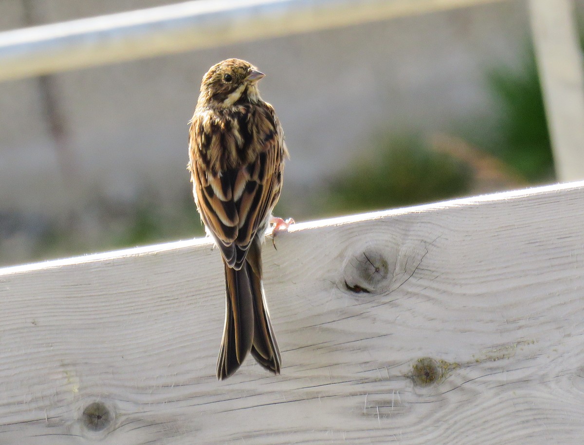 Reed Bunting - martin achtman