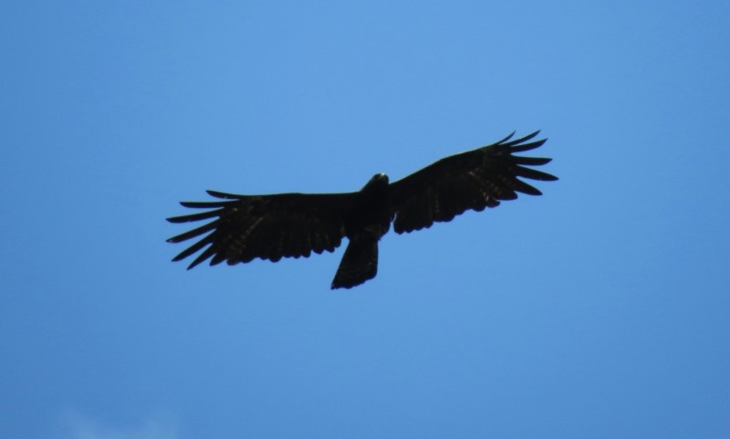 Black Eagle - Shivam Tiwari