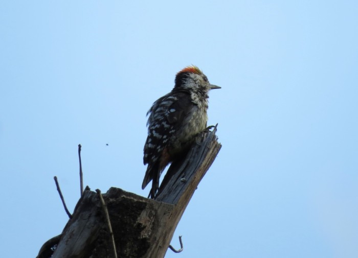 Brown-fronted Woodpecker - Shivam Tiwari