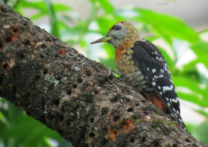 Rufous-bellied Woodpecker - Shivam Tiwari