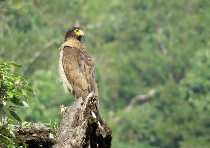 Crested Serpent-Eagle - Shivam Tiwari