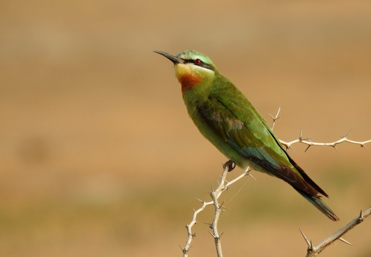 Blue-cheeked Bee-eater - ML204777621