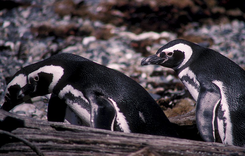 Magellanic Penguin - Martin  Flack