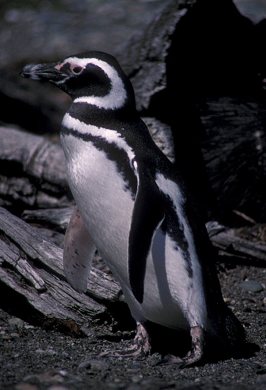Magellanic Penguin - Martin  Flack