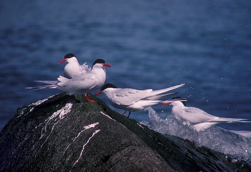 South American Tern - Martin  Flack